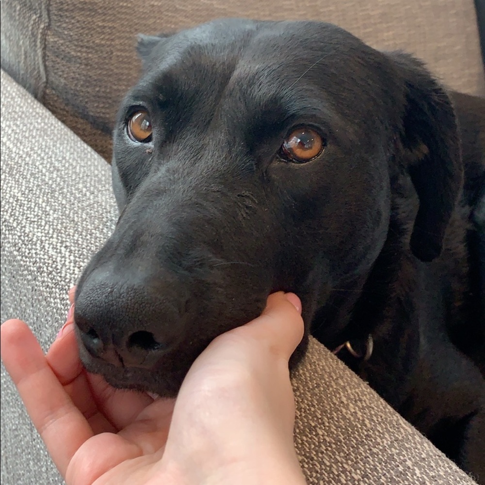 Meet your Posher, Billy